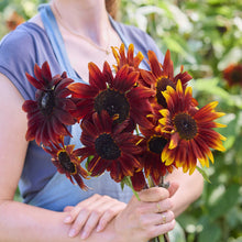 A person holding a bouquet of sunflower claret f1 sunflowers in a natural setting.