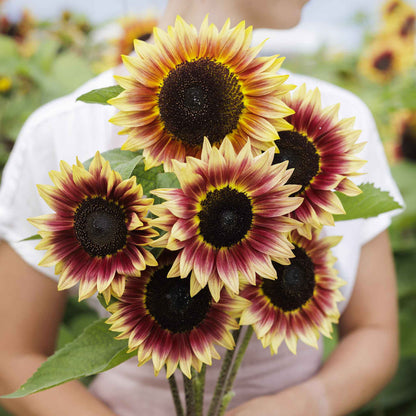 Bright yellow desert sun sunflower with dark center on a natural green backdrop