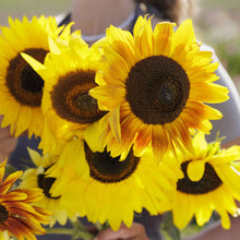 Mix of red orange and yellow dwarf distino mix sunflowers on a bright garden backdrop