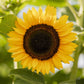 Vibrant multicolored domino sunflower head with dark red and yellow petals outdoors