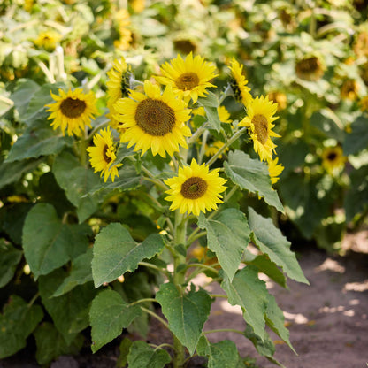 Yellow irish eyes sunflowers with green leaves and blurred background.
