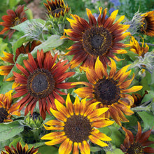 Vibrant mardi gras blend dwarf sunflowers in yellow orange and red on a green backdrop