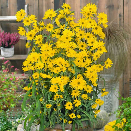 Close-up of tall maximilian sunflower in bloom on a natural green garden backdrop