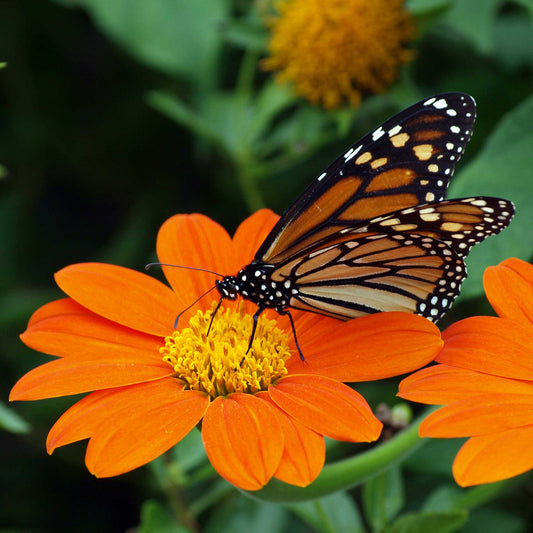 Vibrant mexican torch sunflower with bright orange-red flowers on a natural backdrop