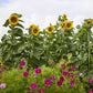 Large vibrant yellow mongolian giant sunflower head on a green leafy garden backdrop