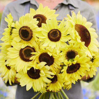Vibrant yellow moonshine sunflower head with prominent dark center on a garden backdrop