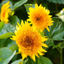 Vibrant orange sun sunflower head on a lush natural green outdoor backdrop