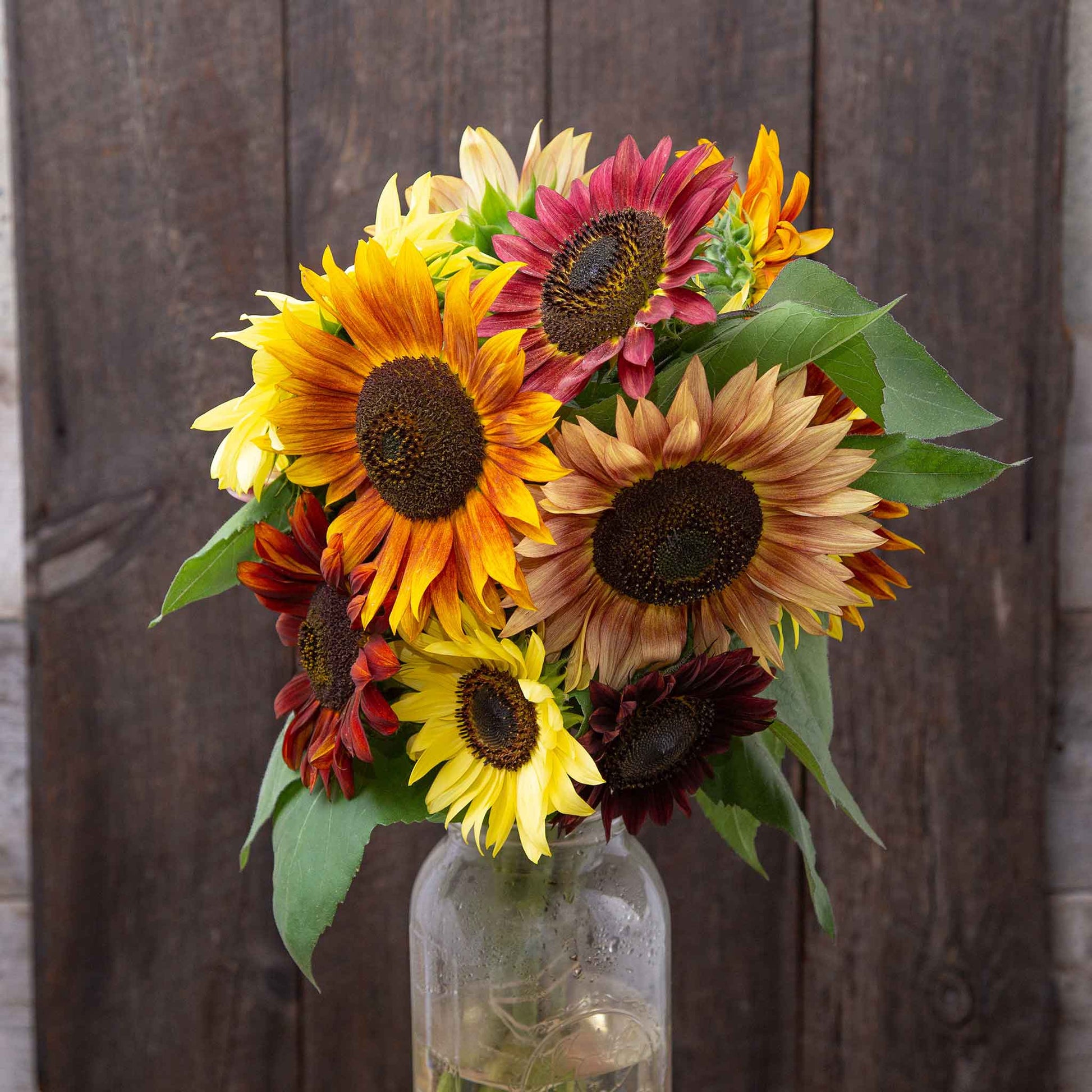 Vibrant organic fireworks mix sunflowers in red orange and yellow outdoors