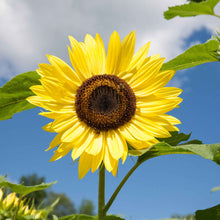 Organic lemon queen sunflower with pale yellow petals under a bright blue sky