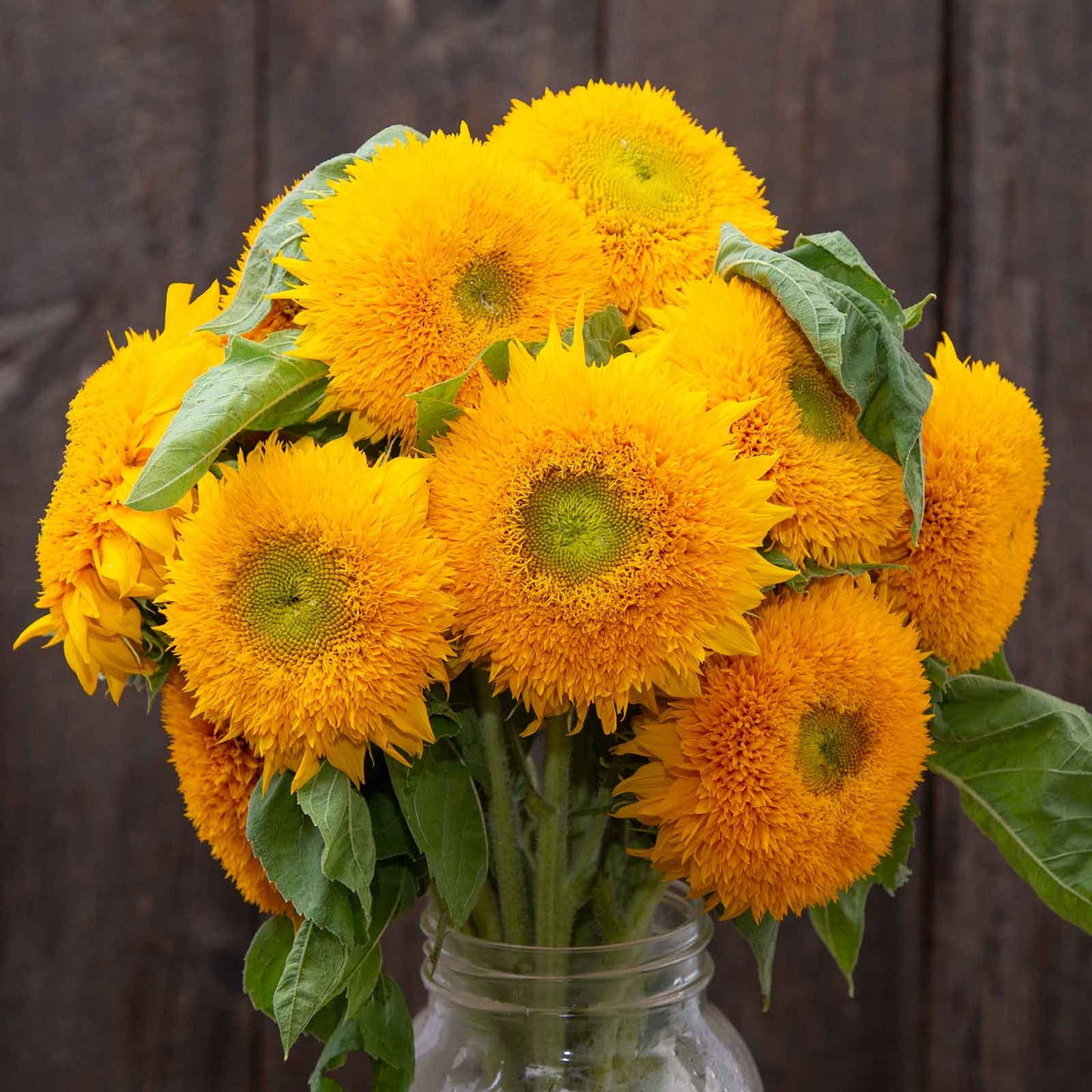 Organic teddy bear sunflower with fuzzy double-petaled yellow head outdoors