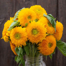 Organic teddy bear sunflower with fuzzy double-petaled yellow head outdoors