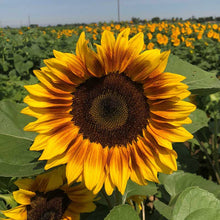 Procut bicolor sunflower with yellow petals tipped in reddish-orange outdoors