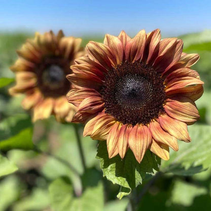 Procut plum sunflower head with deep plum petals and dark center on a natural backdrop