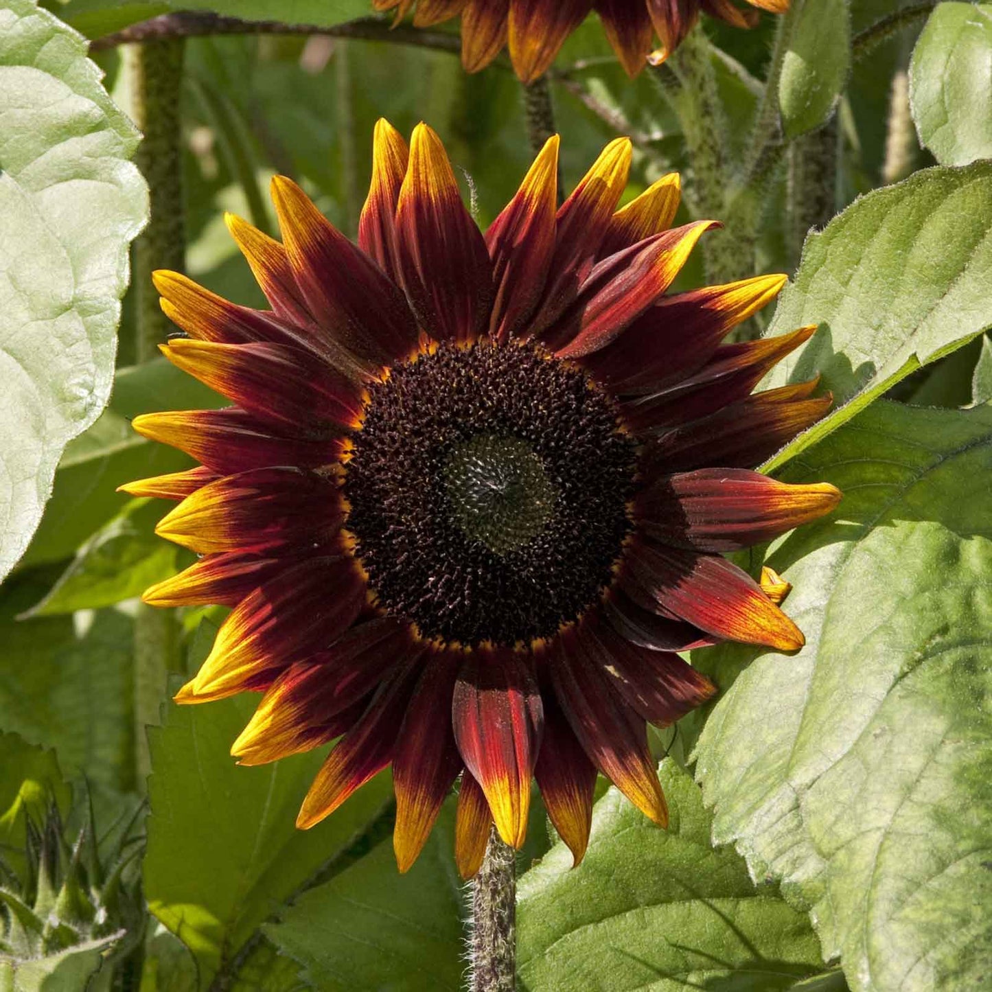 Close-up of shock-o-lat sunflower with dark reddish-brown petals on a backdrop