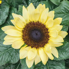 Vibrant sunset lemon sunflower in yellow and orange on a natural green backdrop