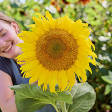 A large yellow sunflower titan flower head with a blurred background.