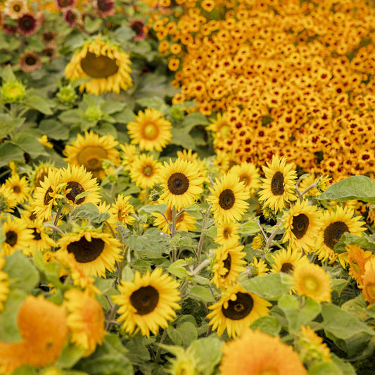 Bright yellow topolino dwarf sunflower with dark center on a sunny yellow field backdrop