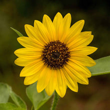 Wild sunflower bloom with yellow petals and central disk on a natural green backdrop