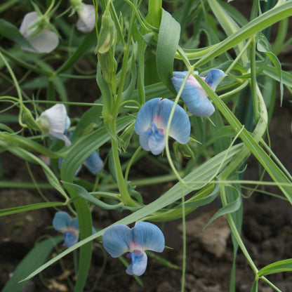 Blue sweet pea azureus flowers with green leaves on a natural background