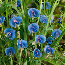 Close-up of blue sweet pea azureus flowers with green leaves