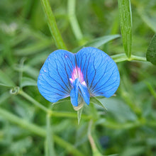 Blue sweet pea azureus flower with pink center on a green leafy background