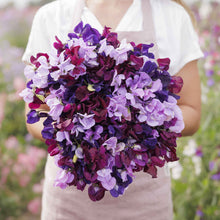 Sweet pea burgundy mix deep burgundy flowers held by person on a blurred background
