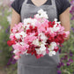 Sweet pea little sweetheart mix pink, purple and white blooms on a blurred background