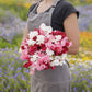 Sweet pea little sweetheart mix pink, white and purple flowers on a blurred background