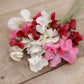 Sweet pea little sweetheart mix pink and white blooms with a green foliage background