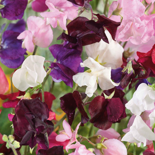 Sweet pea old spice mix pink, purple and white flowers with a green foliage background