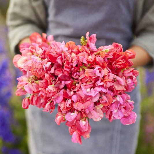 Sweet pea prince of orange bright red-orange flowers held on a blurred background