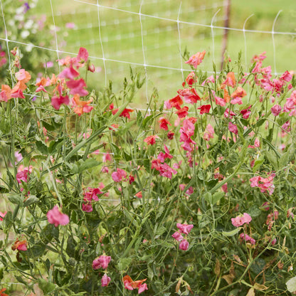 Sweet pea prince of orange vibrant orange flowers in a garden with green background