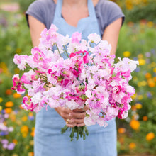 A person holding a bouquet of pink promse sweet pea flowers in a natural setting