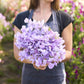 Sweet pea royal lavender lavender blooms held by person against a blurred background