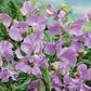 Sweet pea royal lavender purple flowers in a cluster with a green leafy background