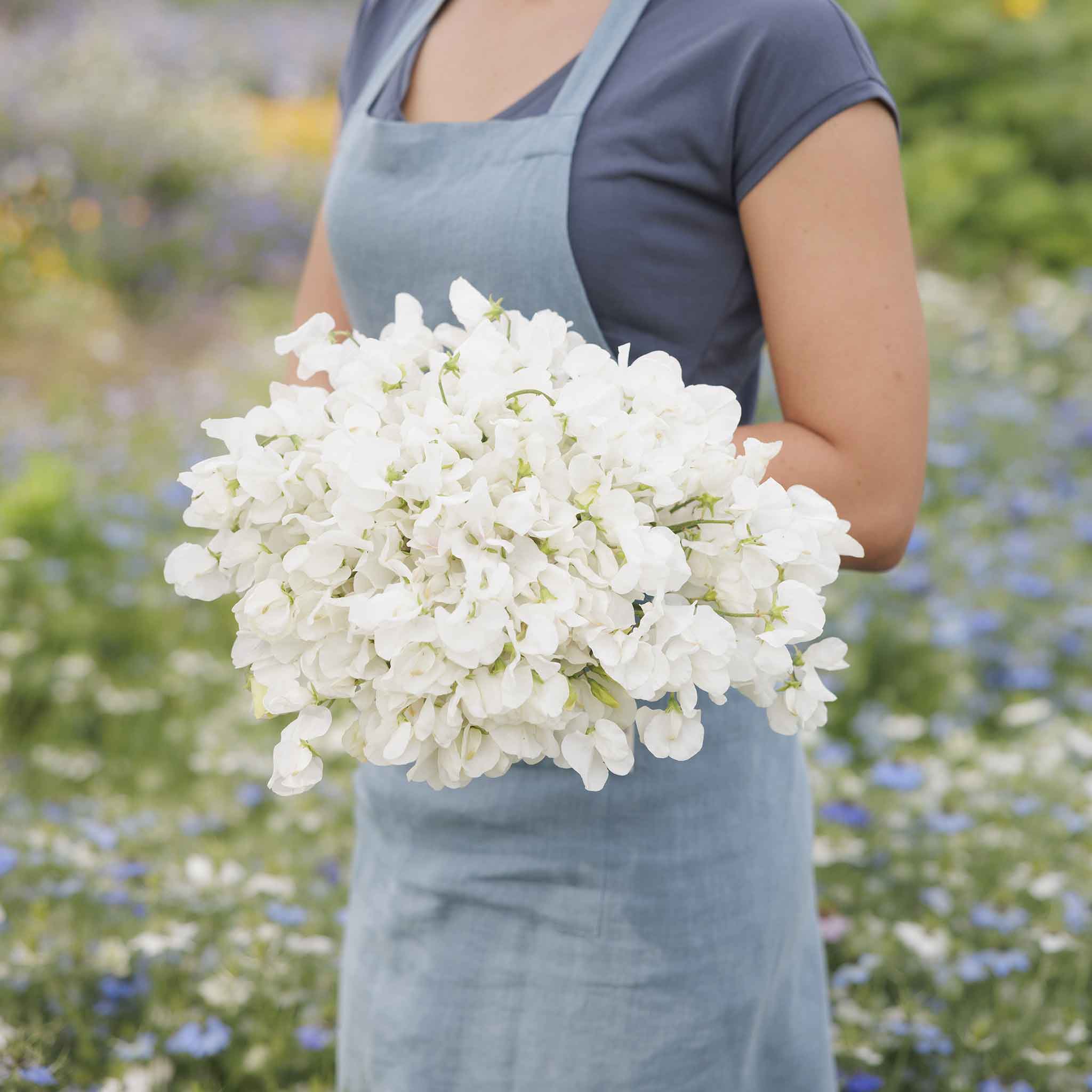 Sweet pea royal white white flowers held by person against a blurred garden background