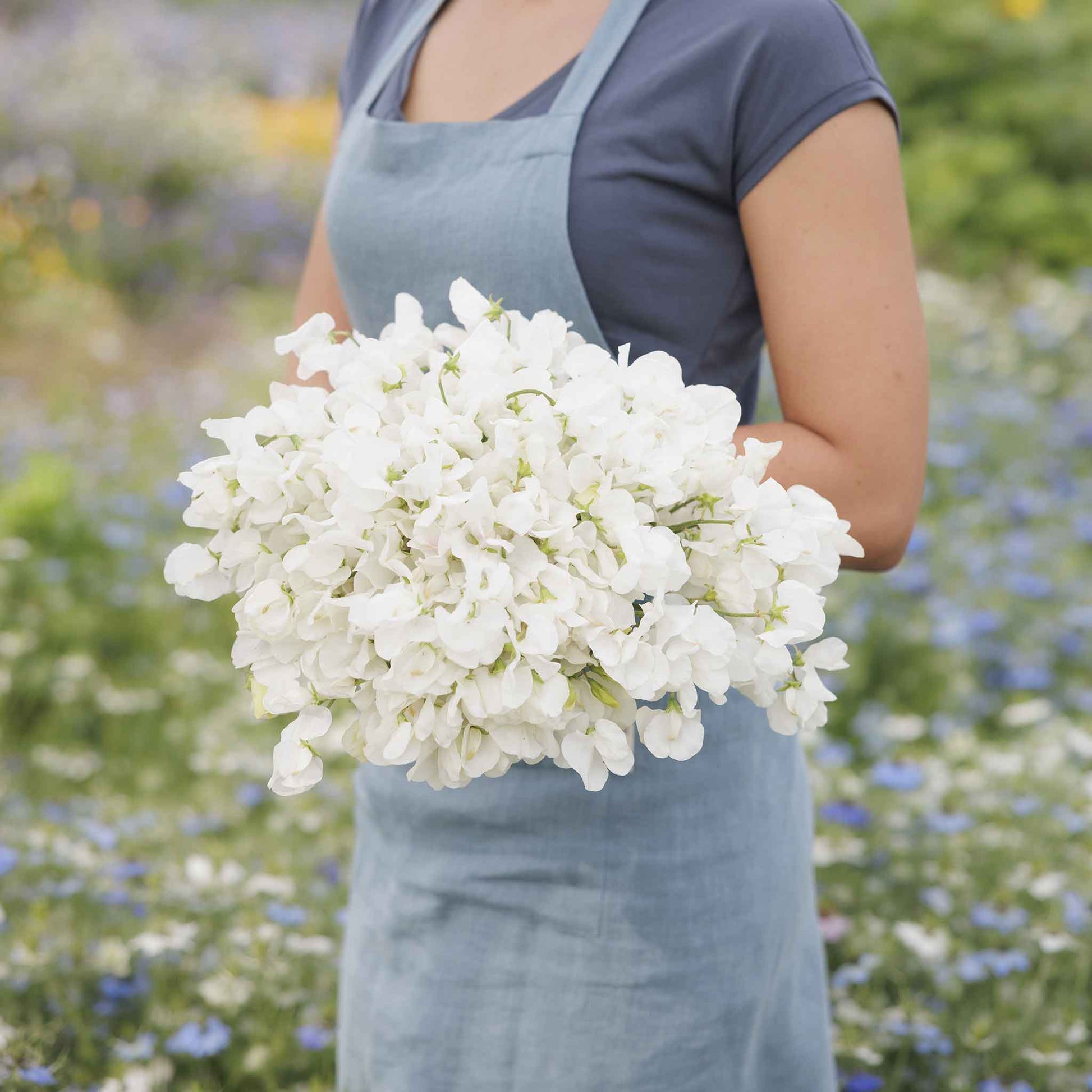 Sweet pea royal white white flowers held by person against a blurred garden background