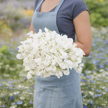 Sweet pea royal white white flowers held by person against a blurred garden background