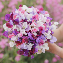 Sweet pea spencer mix pink and white flowers held by person on a blurred background