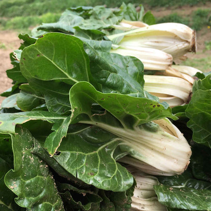 A shot of green Fordhook Giant swiss chard leaves, highlighting their vibrant color and texture.