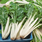 Large White Rib Swiss chard seeds showing the white stalks.