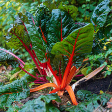 Ruby Red Swiss chard plants, showcasing their vibrant ruby red stems and deep green leaves.