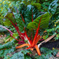 Ruby Red Swiss chard plants, showcasing their vibrant ruby red stems and deep green leaves.