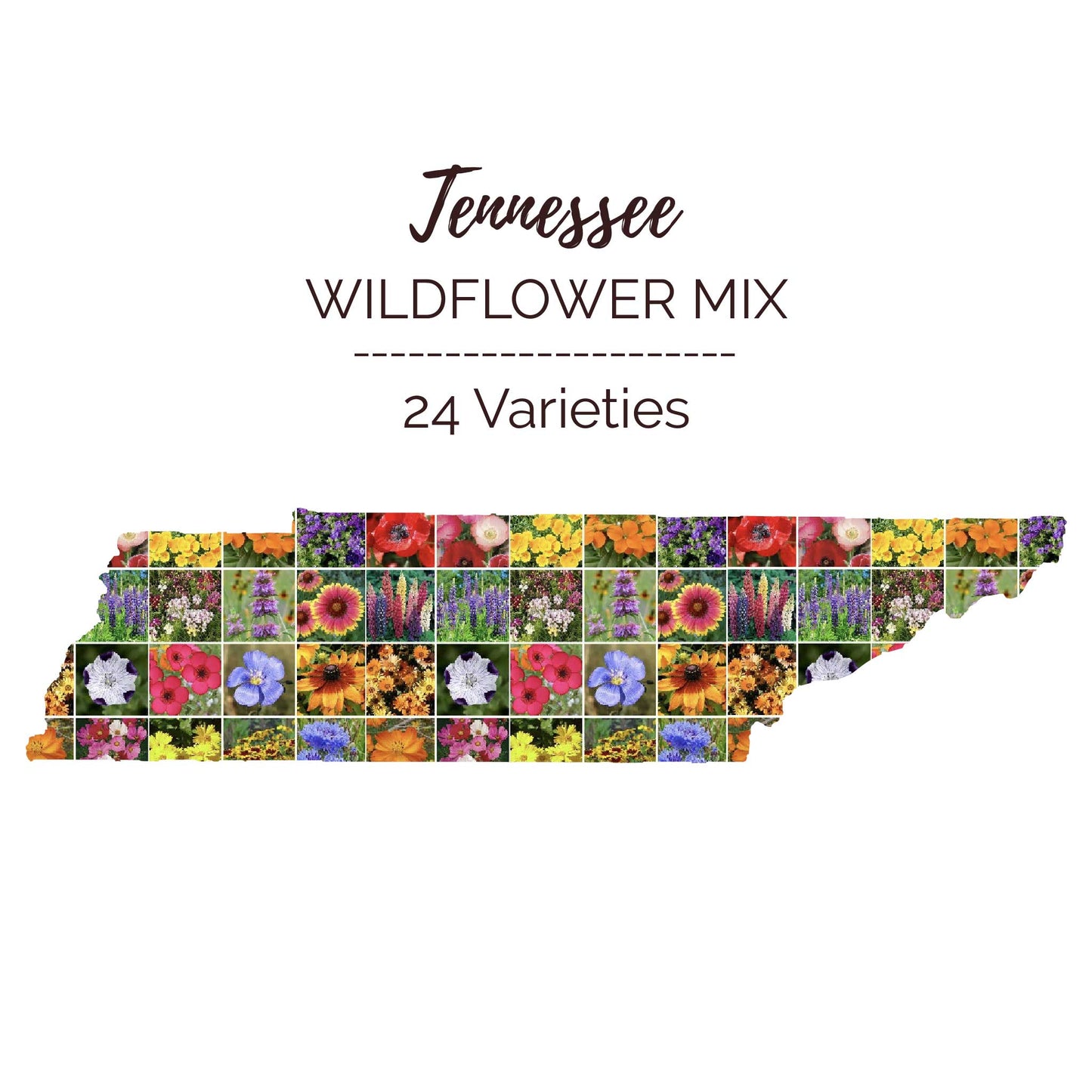 Graphic of the outline of the state for Tennessee Wildflower Seed Mix that contains images of the flowers in the mix
