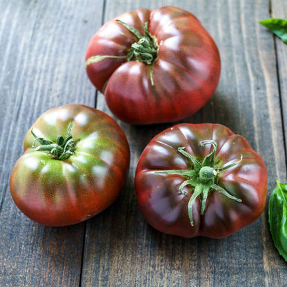 An heirloom Black Brandywine tomato, dark reddish-purple with green shoulders, shown ripe and ready for harvest.
