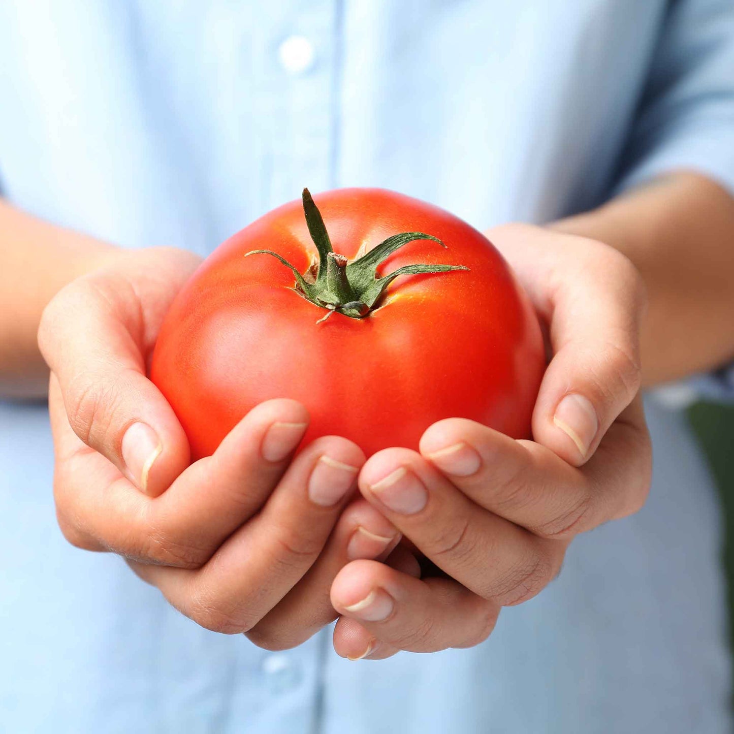 A ripe, red Burpese's Big Boy tomato with green leaves being held.