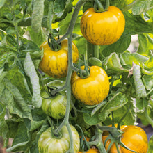Hanging green zebra tomato on the vine, characterized by its distinctive green and yellow stripes.