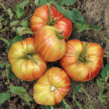 A ripe, red Mr. Stripey tomato with yellow and orange stripes on a green vine.
