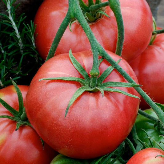 A ripe, red Brandywine tomato with green leaves on the vine. | copyright: Floramedia UK Ltd