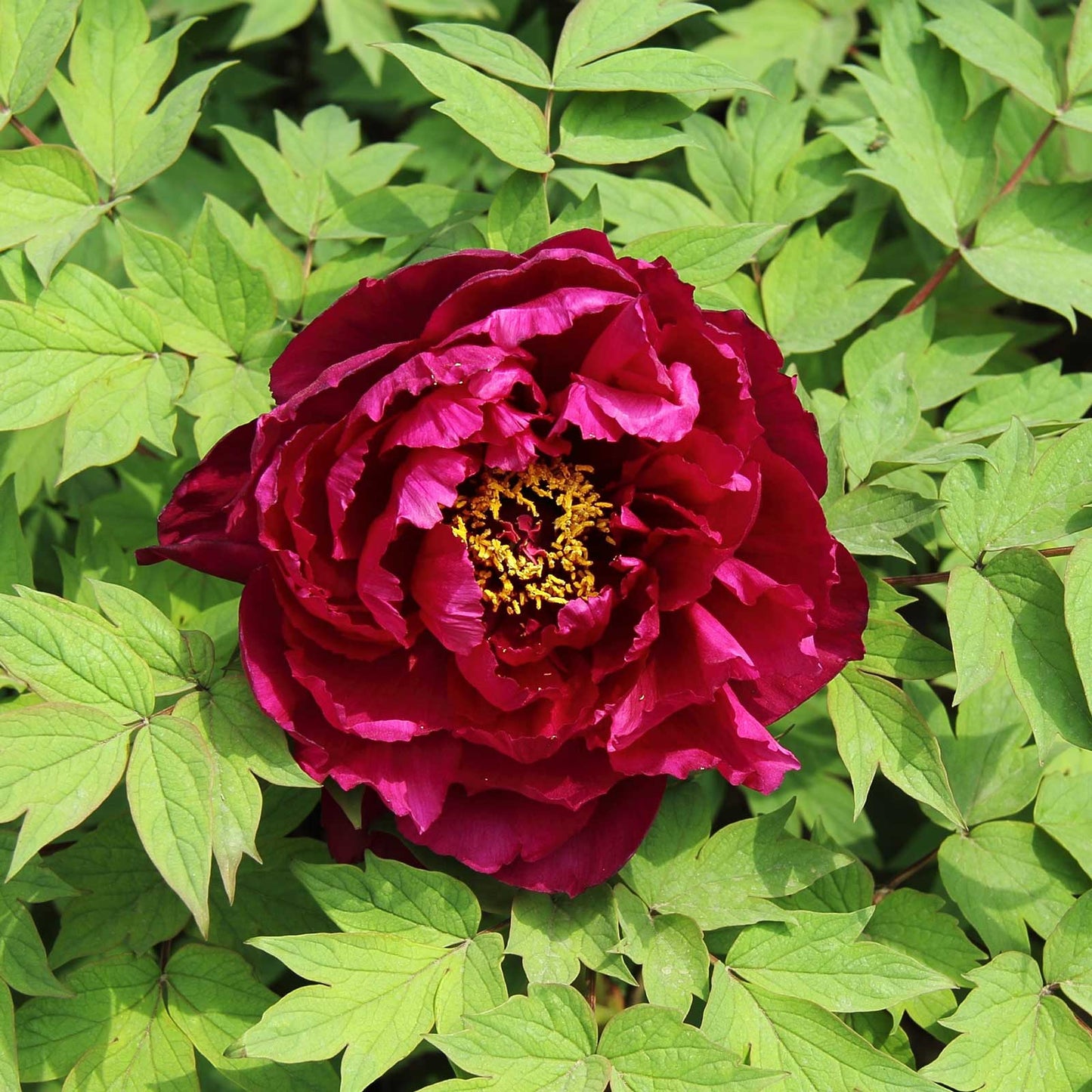 Magenta fragrant champion guan qun fang tree peony flower surrounded by green leaves
